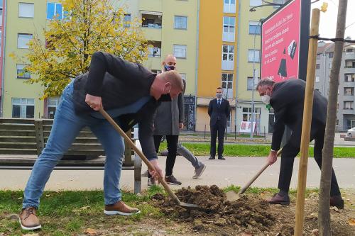 Градоначелник и представници Спортског друштва „Борац“ посадили дрворед