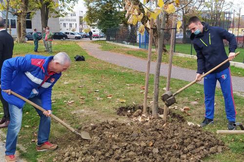 Градоначелник и представници Спортског друштва „Борац“ посадили дрворед